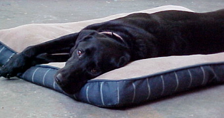 Leather hides at wholesale prices, sold by a dog