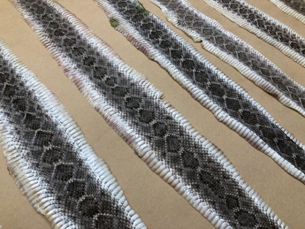 rattle snake skins