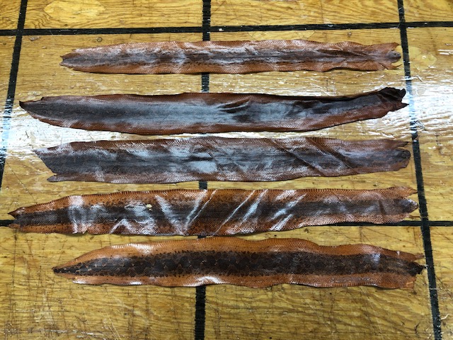 Brown Sea Snake Skins: Small Animal Hide Leather Products | Brettuns ...