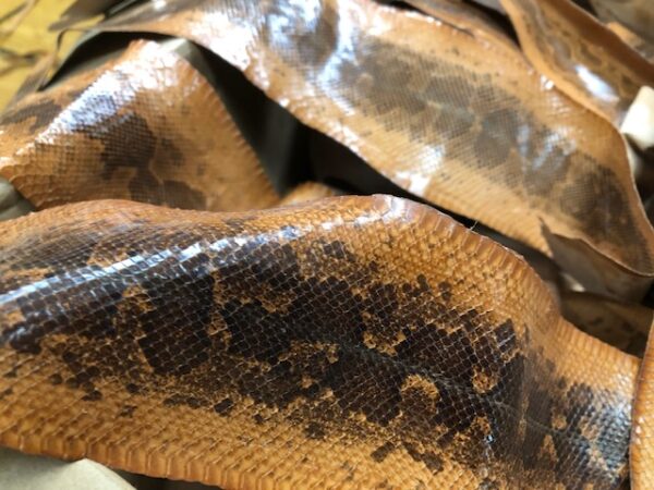 Brown Sea Snake Skins sold by the skin or sets of 5 or sets of 10