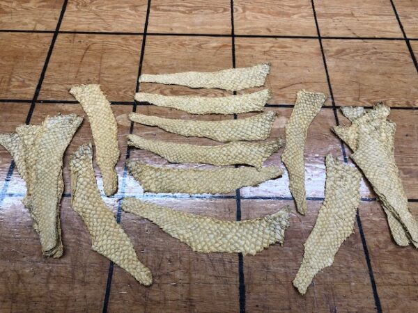 Golden Yellow Grass Carp Skins - Leather That Doesn't Smell Fishy